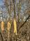 IMG-20250304-WA0012